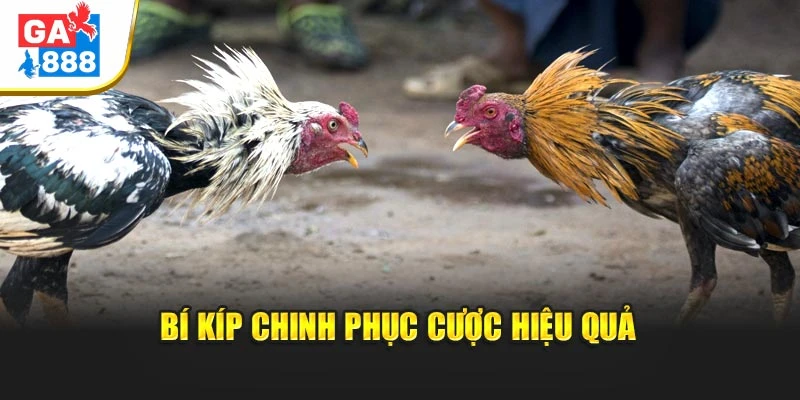 Bí kíp chinh phục cược hiệu quả Bí kíp chinh phục cược hiệu quả