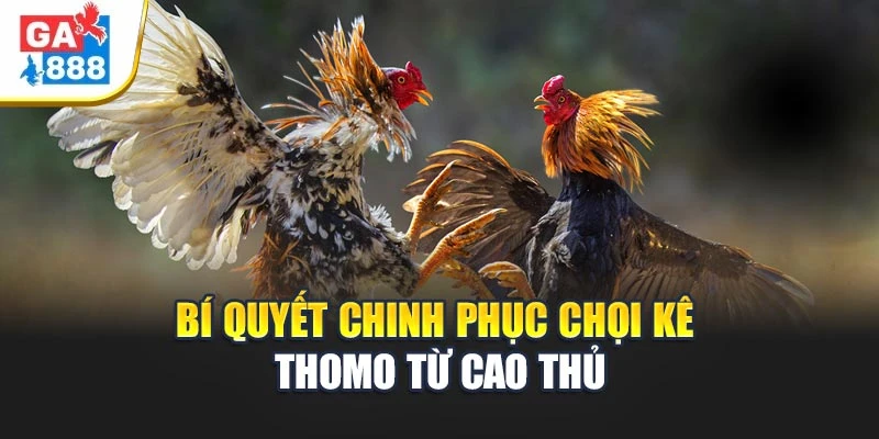 Bí quyết chinh phục chọi kê Thomo từ cao thủ Bí quyết chinh phục chọi kê Thomo từ cao thủ