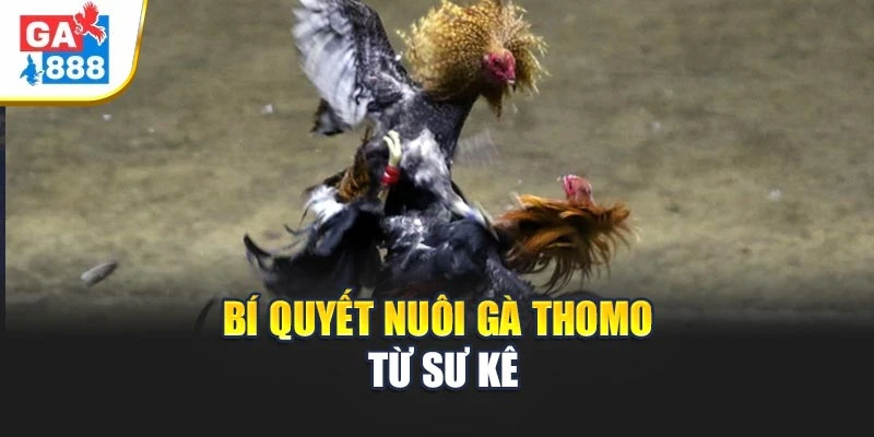 Bí quyết nuôi gà Thomo từ sư kê Bí quyết nuôi gà Thomo từ sư kê