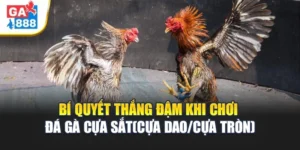 Đá Gà Cựa Sắt (Cựa Dao / Cựa Tròn) – Bí Quyết Chiến Kê Thắng Trận 3 Đá Gà Cựa Sắt (Cựa Dao / Cựa Tròn) – Bí Quyết Chiến Kê Thắng Trận