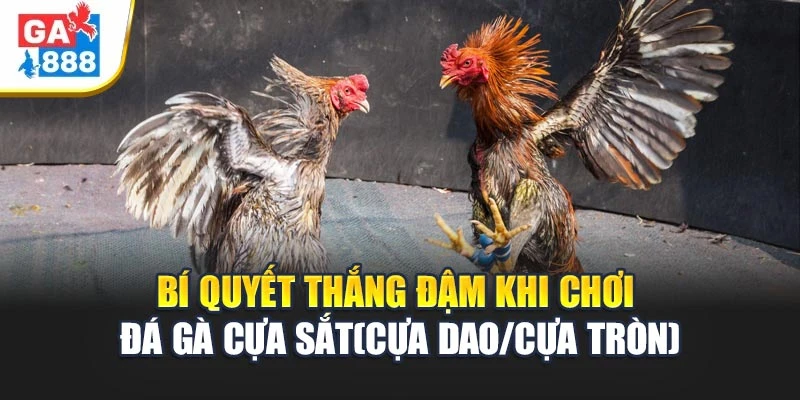 Đá Gà Cựa Sắt (Cựa Dao / Cựa Tròn) – Bí Quyết Chiến Kê Thắng Trận 1 Đá Gà Cựa Sắt (Cựa Dao / Cựa Tròn) – Bí Quyết Chiến Kê Thắng Trận