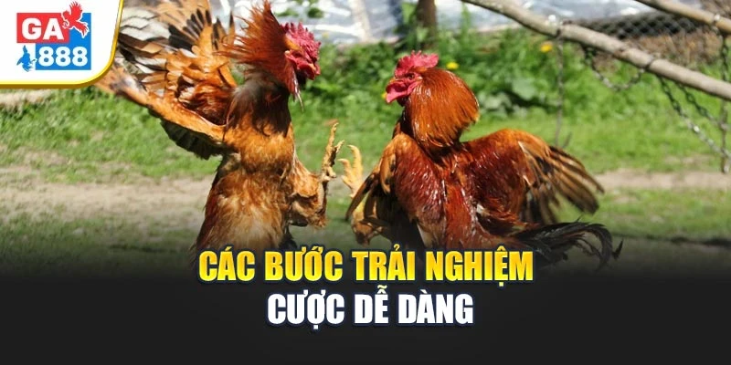 Các bước trải nghiệm cược dễ dàng Các bước trải nghiệm cược dễ dàng
