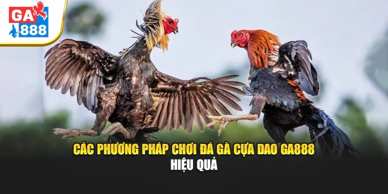 Các phương pháp chơi Đá Gà Cựa Dao GA888 hiệu quả Các phương pháp chơi Đá Gà Cựa Dao GA888 hiệu quả