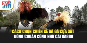 Cách Chọn Chiến Kê Đá Gà Cựa Sắt Đúng Chuẩn Tại Nhà Cái GA888 4 Cách Chọn Chiến Kê Đá Gà Cựa Sắt Đúng Chuẩn Tại GA888