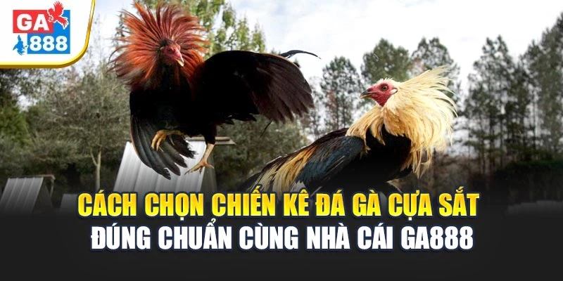 Cách Chọn Chiến Kê Đá Gà Cựa Sắt Đúng Chuẩn Tại Nhà Cái GA888 1 Cách Chọn Chiến Kê Đá Gà Cựa Sắt Đúng Chuẩn Tại GA888