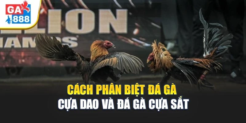 Giới thiệu chung về đá gà cựa sắt và cựa dao Giới thiệu chung về đá gà cựa sắt và cựa dao