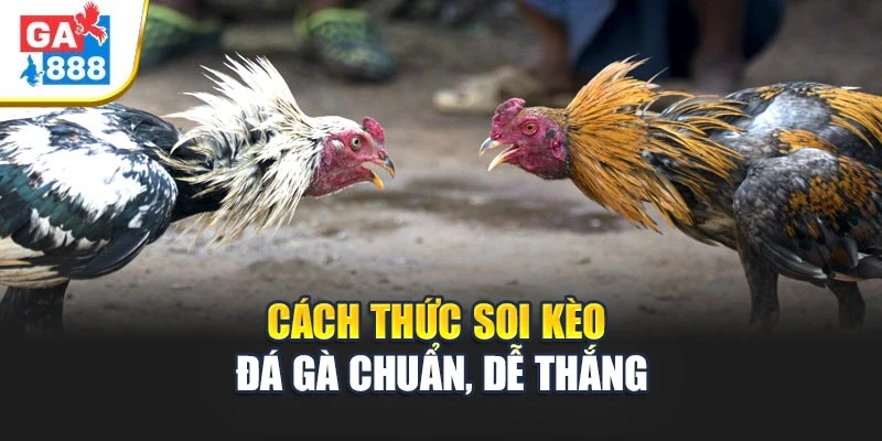 Cách thức soi kèo đá gà chuẩn, dễ thắng Cách thức soi kèo đá gà chuẩn, dễ thắng
