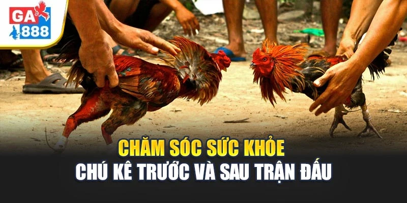 Chăm sóc sức khỏe chú kê trước và sau trận đấu Chăm sóc sức khỏe chú kê trước và sau trận đấu