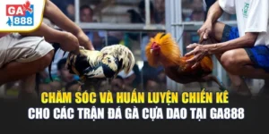 Chăm Sóc Và Huấn Luyện Chiến Kê Cho Đá Gà Cựa Dao Tại GA888 3 Chăm Sóc Và Huấn Luyện Chiến Kê Cho Đá Gà Cựa Dao Tại GA888
