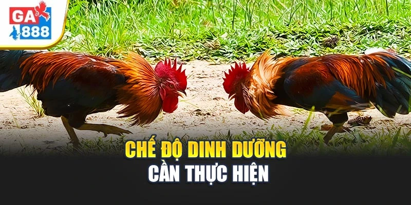 Chế độ dinh dưỡng cần thiết phải thực hiện Chế độ dinh dưỡng cần thiết phải thực hiện