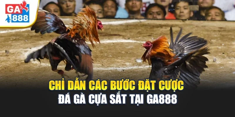 Đá Gà Cựa Sắt tại GA888 – Nơi Hội Tụ Chiến Kê Đỉnh Cao 1 Chỉ dẫn các bước đặt cược đá gà cựa sắt tại GA888