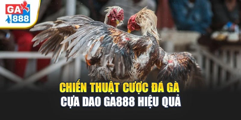 Chiến thuật cược đá gà cựa dao GA888 hiệu quả Chiến thuật cược đá gà cựa dao GA888 hiệu quả