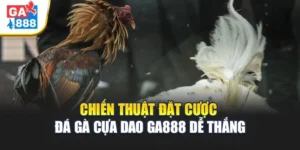 Chiến Thuật Đặt Cược Đá Gà Cựa Dao Ga888 Dễ Thắng 1 Chiến Thuật Đặt Cược Đá Gà Cựa Dao Ga888 Dễ Thắng