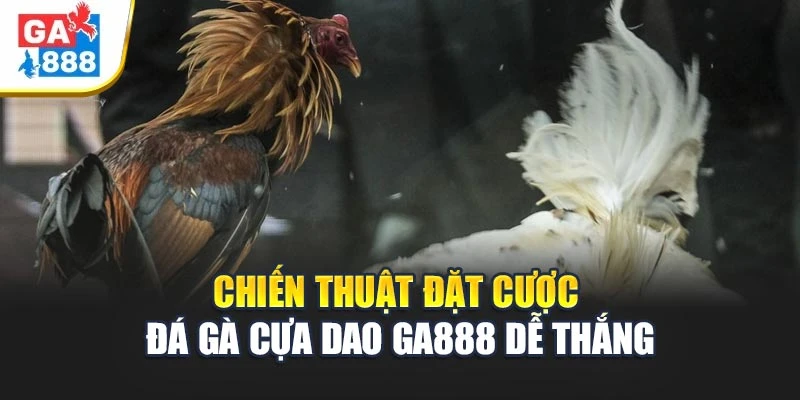 Chiến Thuật Đặt Cược Đá Gà Cựa Dao Ga888 Dễ Thắng 1 Chiến Thuật Đặt Cược Đá Gà Cựa Dao Ga888 Dễ Thắng