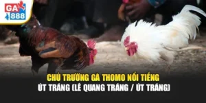Chủ Trường Gà Thomo Nổi Tiếng Út Tráng (Lê Quang Tráng / Út Tráng) Tại GA888 1 Chủ Trường Gà Thomo Nổi Tiếng Út Tráng Tại GA888