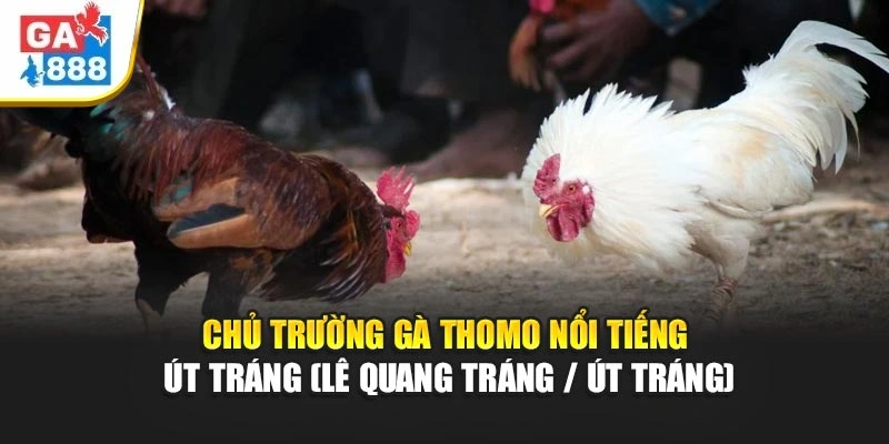Chủ Trường Gà Thomo Nổi Tiếng Út Tráng (Lê Quang Tráng / Út Tráng) Tại GA888 1 Chủ Trường Gà Thomo Nổi Tiếng Út Tráng Tại GA888