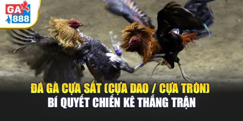 Bí quyết thắng đậm khi chơi đá gà cựa sắt(cựa dao/cựa tròn) Bí quyết thắng đậm khi chơi đá gà cựa sắt(cựa dao/cựa tròn)