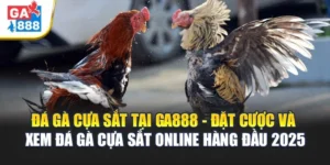 Đá Gà Cựa Sắt Tại GA888 - Đặt Cược Và Xem Đá Gà Online Hàng Đầu 2025 5 Đá Gà Cựa Sắt Tại GA888 - Đặt Cược Và Xem Đá Gà Online
