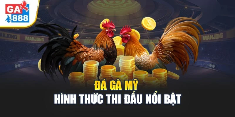 Đá gà Mỹ - Hình thức thi đấu nổi bật Đá gà Mỹ - Hình thức thi đấu nổi bật