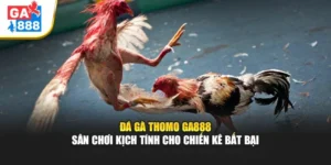 Đá Gà Thomo Tại GA888 – Thỏa Mãn Đam Mê Của Giới Sành Kê 4 Đá Gà Thomo Tại GA888