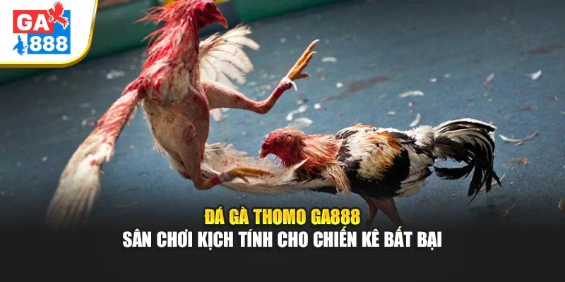 Đá Gà Thomo Tại GA888 – Thỏa Mãn Đam Mê Của Giới Sành Kê 1 Đá Gà Thomo Tại GA888
