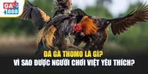 Đá Gà Thomo Là Gì? Vì Sao Được Người Chơi Việt Yêu Thích? 3 Đá Gà Thomo Là Gì? Vì Sao Được Người Chơi Việt Yêu Thích?