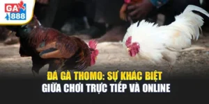 Đá Gà Thomo: Sự Khác Biệt Giữa Chơi Trực Tiếp Và Online 6 Đá Gà Thomo: Sự Khác Biệt Giữa Chơi Trực Tiếp Và Online