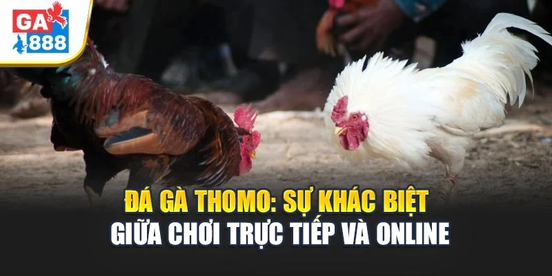 Đá Gà Thomo: Sự Khác Biệt Giữa Chơi Trực Tiếp Và Online 1 Đá Gà Thomo: Sự Khác Biệt Giữa Chơi Trực Tiếp Và Online