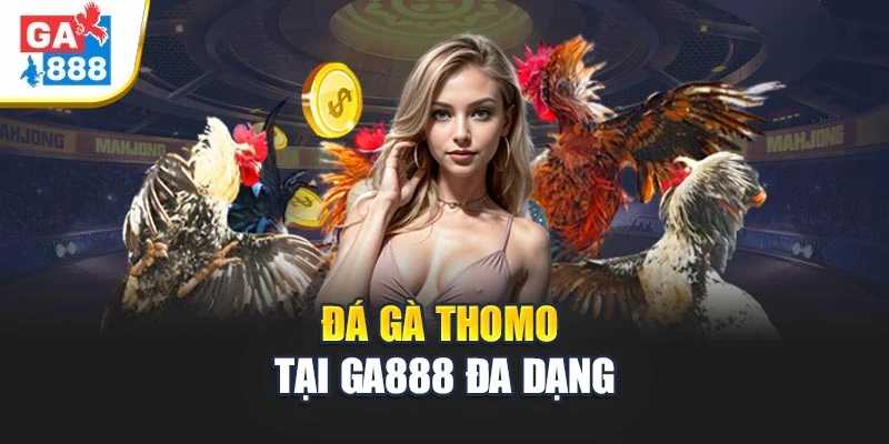 Đá gà Thomo tại GA888 đa dạng Đá gà Thomo tại GA888 đa dạng