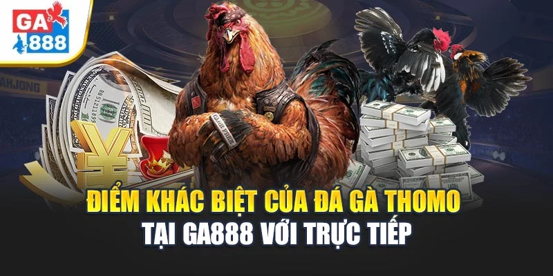 Điểm khác biệt của đá gà Thomo Tại GA888 với trực tiếp Điểm khác biệt của đá gà Thomo Tại GA888 với trực tiếp