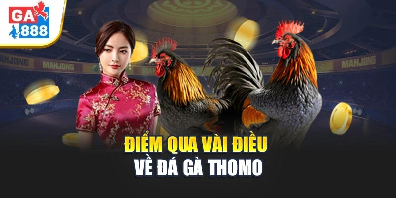 Điểm qua vài điều về đá gà Thomo Điểm qua vài điều về đá gà Thomo