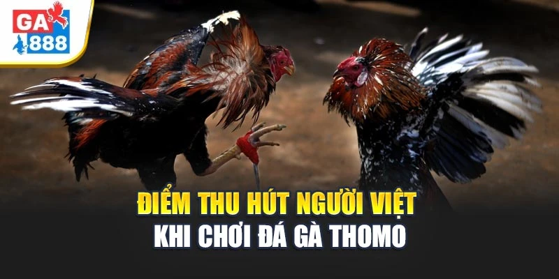 Điểm thu hút người Việt khi chơi đá gà Thomo Điểm thu hút người Việt khi chơi đá gà Thomo