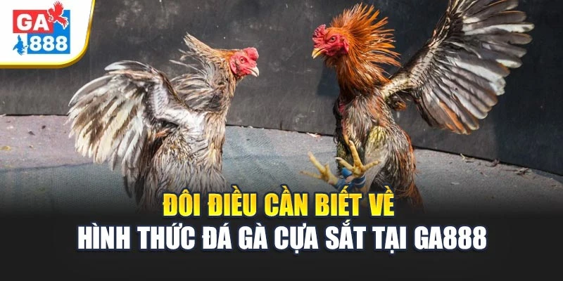 Đôi điều cần biết về hình thức đá gà cựa sắt tại GA888 Đôi điều cần biết về hình thức đá gà cựa sắt tại GA888