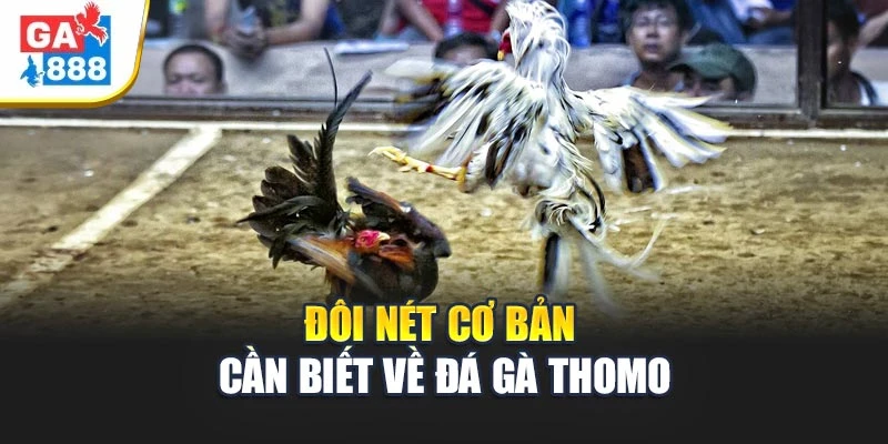 Đôi nét cơ bản cần biết về đá gà Thomo Đôi nét cơ bản cần biết về đá gà Thomo