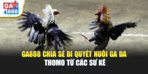 GA888 Chia Sẻ Bí Kíp Nuôi Gà Đá Thomo Từ Các Sư Kê 2 GA888 Chia Sẻ Bí Kíp Nuôi Gà Đá Thomo Từ Các Sư Kê