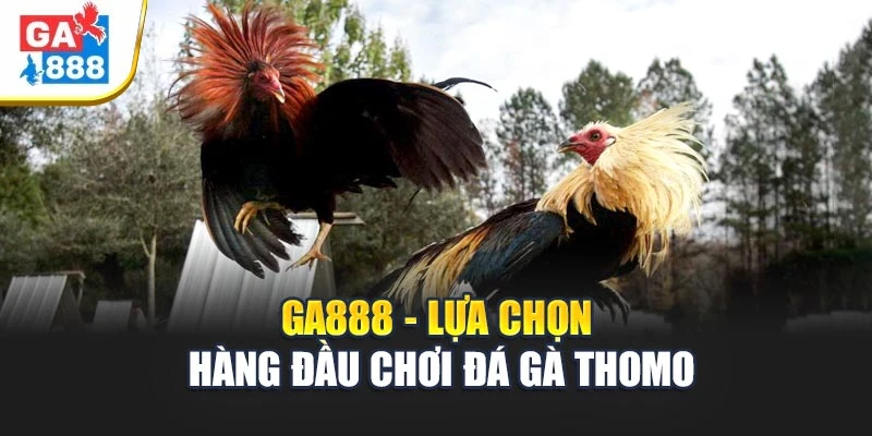 GA888 - Lựa chọn hàng đầu chơi Đá Gà Thomo GA888 - Lựa chọn hàng đầu chơi Đá Gà Thomo
