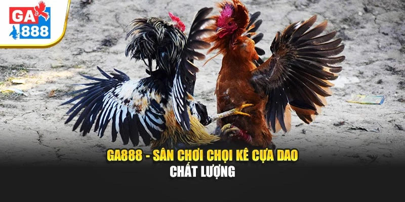 GA888 - Sân chơi chọi kê cựa dao chất lượng GA888 - Sân chơi chọi kê cựa dao chất lượng