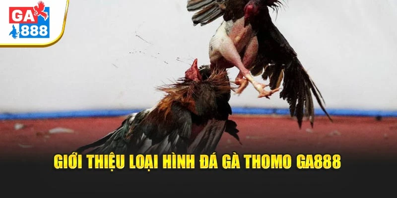Giới thiệu loại hình đá gà Thomo GA888 Giới thiệu loại hình đá gà Thomo GA888