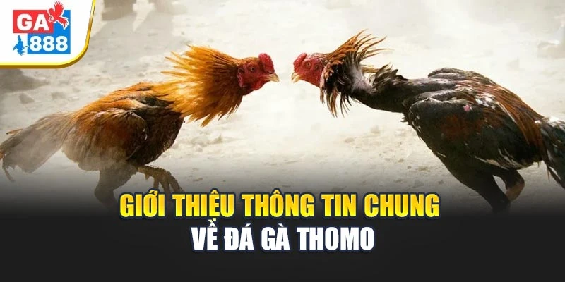 Giới thiệu thông tin chung về loại đá gà Thomo Giới thiệu thông tin chung về loại đá gà Thomo