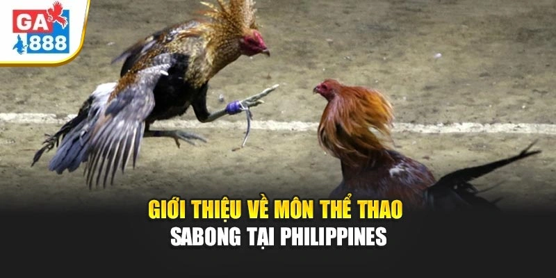 Giới thiệu về môn thể thao Sabong tại Philippines Giới thiệu về môn thể thao Sabong tại Philippines