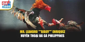 Mr. Leandro "Biboy" Enriquez GA888 – Huyền Thoại Đá Gà Philippines  2 Mr. Leandro "Biboy" Enriquez GA888 – Huyền Thoại Đá Gà Philippines