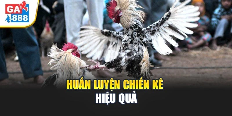 Huấn luyện chiến kê hiệu quả Huấn luyện chiến kê hiệu quả