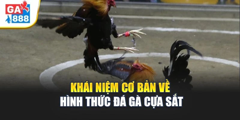 Khái niệm cơ bản về hình thức đá gà cựa sắt Khái niệm cơ bản về hình thức đá gà cựa sắt