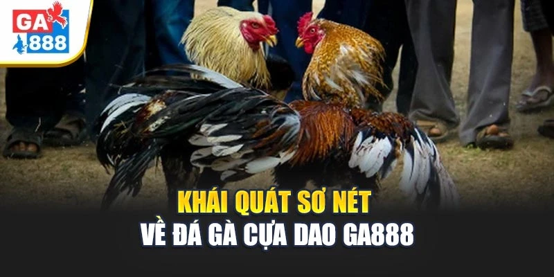 Giới thiệu thông tin về loại hình đá gà cựa dao Giới thiệu thông tin về loại hình đá gà cựa dao