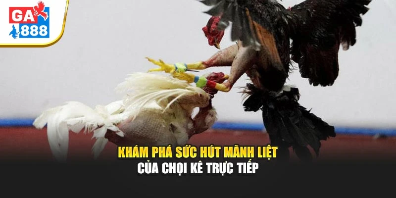 Khám phá sức hút mãnh liệt của chọi kê trực tiếp Khám phá sức hút mãnh liệt của chọi kê trực tiếp