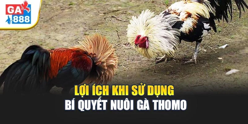Lợi ích khi sử dụng bí quyết nuôi gà Thomo Lợi ích khi sử dụng bí quyết nuôi gà Thomo