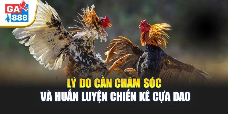 Lý do cần chăm sóc và huấn luyện chiến kê cựa dao Lý do cần chăm sóc và huấn luyện chiến kê cựa dao