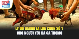 Lý Do GA888 Là Lựa Chọn Số 1 Cho Người Yêu Đá Gà Thomo 1 Lý Do GA888 Là Lựa Chọn Số 1 Cho Người Yêu Đá Gà Thomo