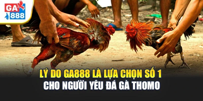 Lý Do GA888 Là Lựa Chọn Số 1 Cho Người Yêu Đá Gà Thomo 1 Lý Do GA888 Là Lựa Chọn Số 1 Cho Người Yêu Đá Gà Thomo