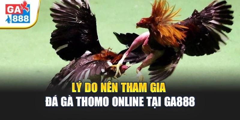 Lý do nên tham gia đá gà Thomo online tại GA888 Lý do nên tham gia đá gà Thomo online tại GA888